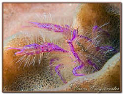 Wally's Pink Squat Lobster (Lauriea siagiani) on sponge (... by Marco Waagmeester 